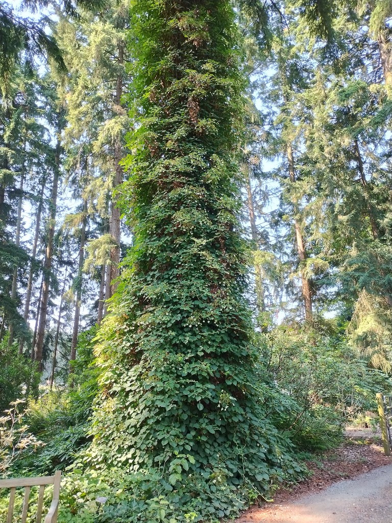 Hydrangea petiolaris
