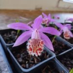 Pleione bulbocodioides 'Garratt Richardson'