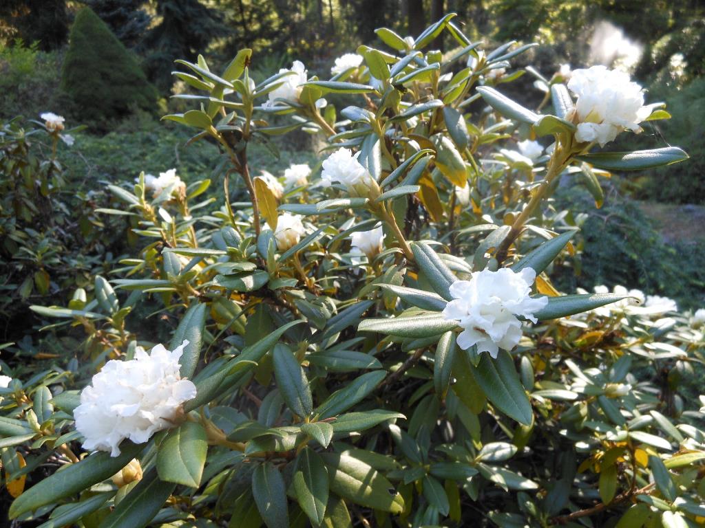 R. collettianum