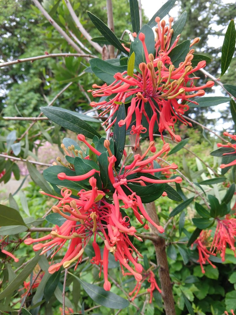 Embothrium coccineum RSBG