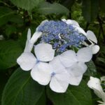 Hydrangea ‘Lanarth’