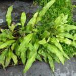 Pyrrosia davidii SEH#27040