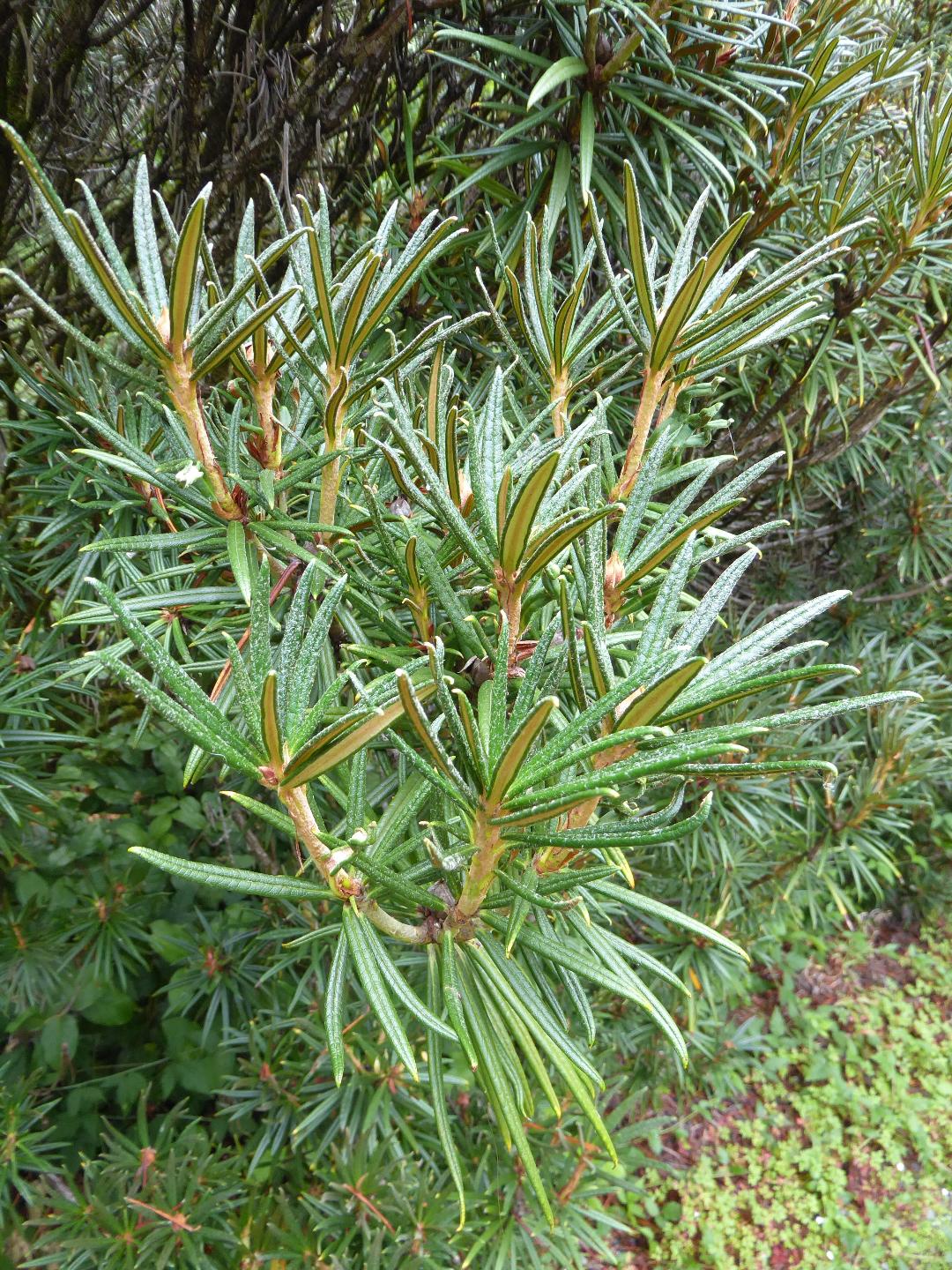 Rhododendron roxieanum var. oreonastes RSBG