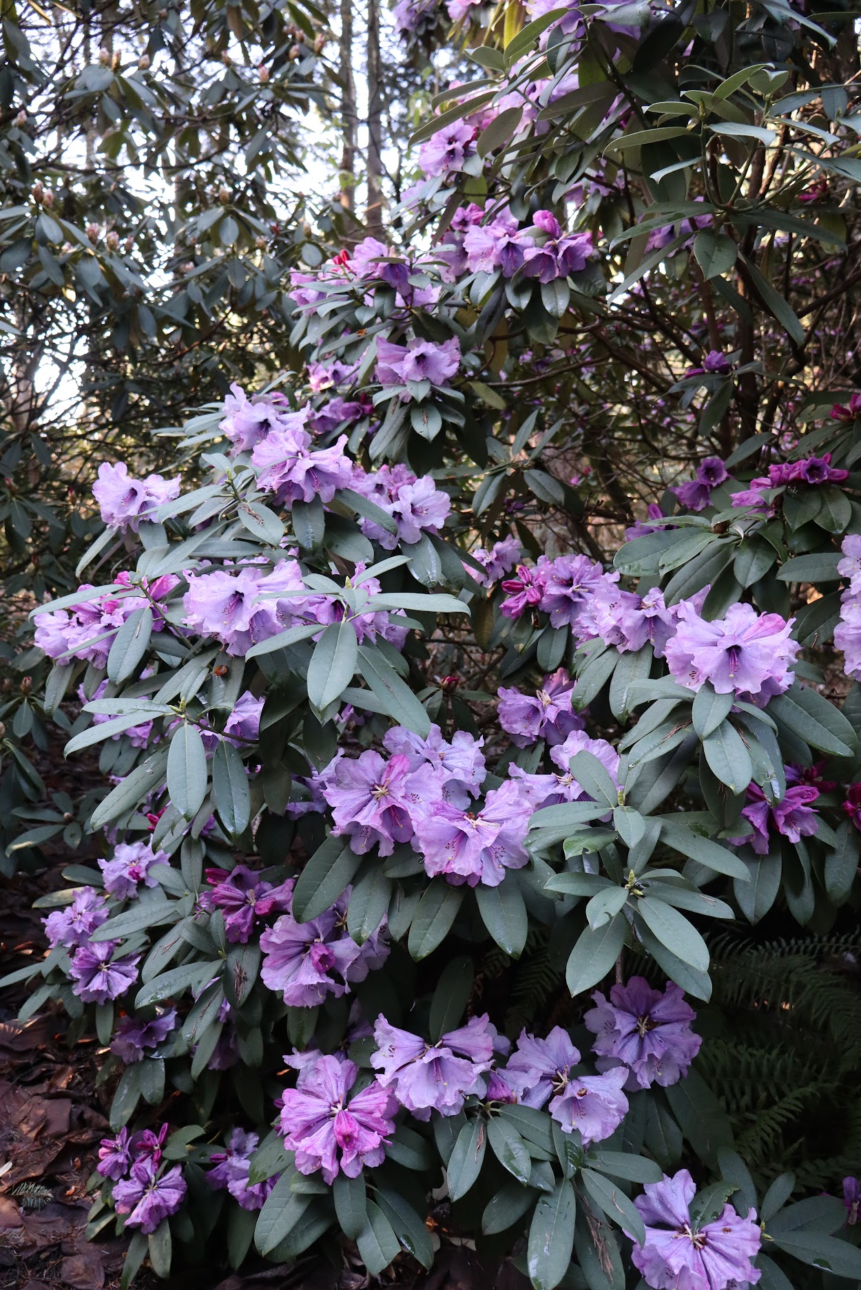 Rhododendron ririei 1975/013