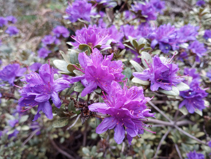 Rhododendron russatum RSBG