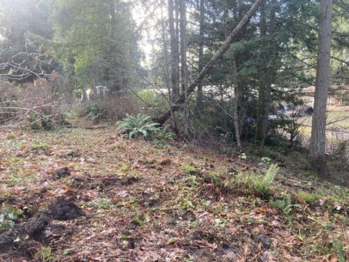 Future azalea hillside