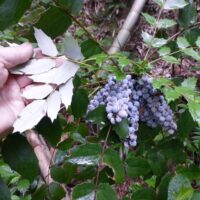 Mahonia-bealei-Guangxi-Chin