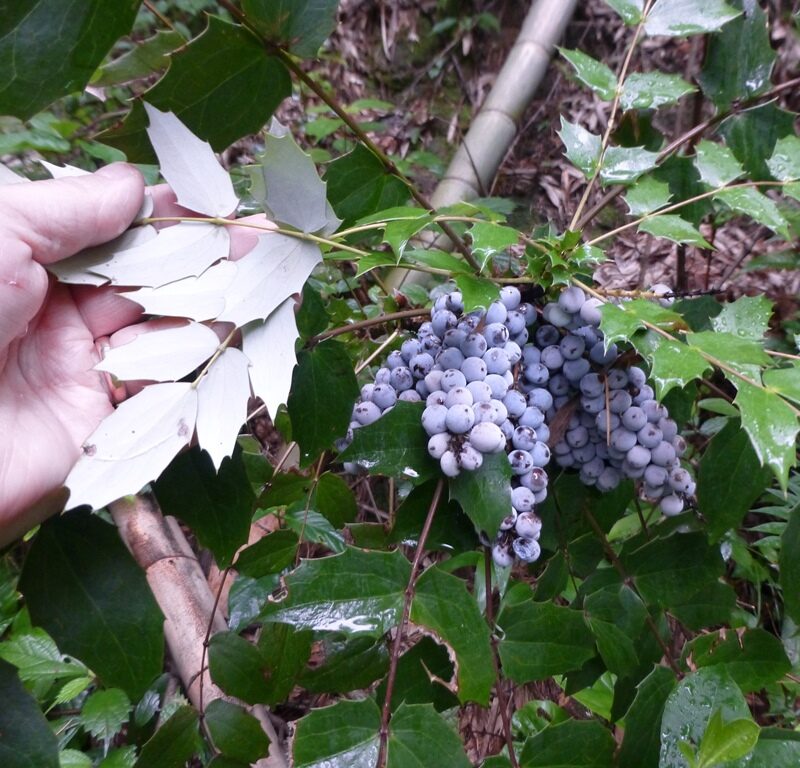 Mahonia-bealei-Guangxi-Chin