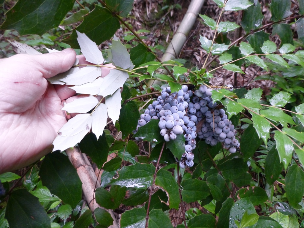 Mahonia-bealei-Guangxi-Chin