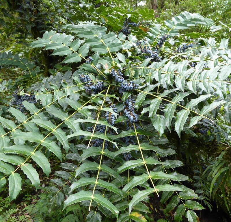 Mahonia napaulensis in the Sikkim Himalaya