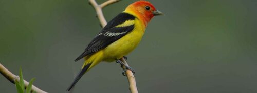 Western Tanager