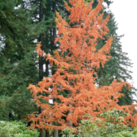 Metasequoia-glyptostroboides