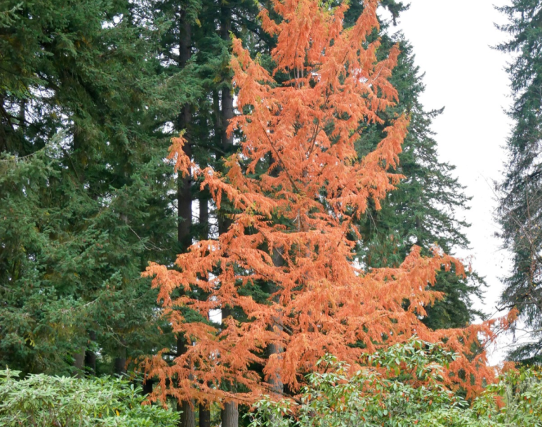Metasequoia-glyptostroboides