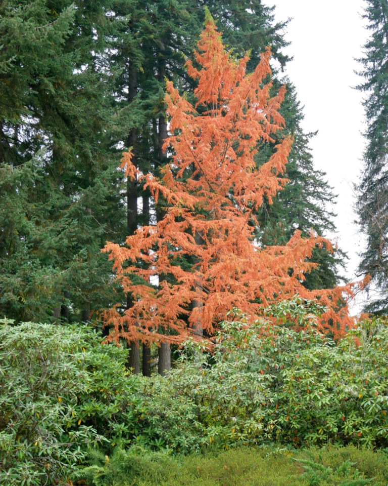 Metasequoia-glyptostroboides