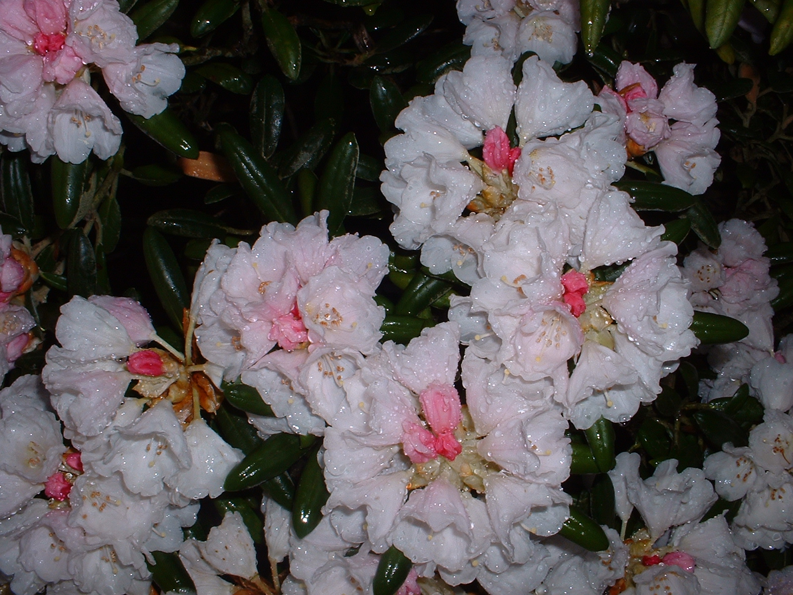 Rhododendron degronianum ssp. yakushimanum ‘Baron Lionel' 1982/073’